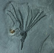 Gogia Middle Cambrian Wheeler Formation Utah Eocrinoid