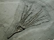 Gogia Eocrinoid Fossil