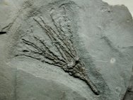 Gogia Eocrinoid Fossil