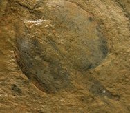 Canadaspis perfecta Phyllocarid Fossil