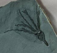 Gogia Eocrinoid