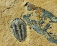 Coosella Trilobite and Selkirkia