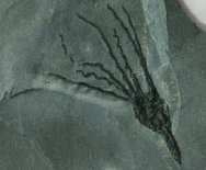 Gogia spiralis Cambrian Dawn Crinoid