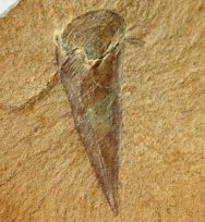 Haplophrentis carinatus