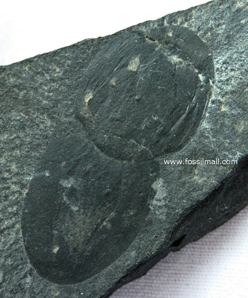 Burgess Shale Naraoia