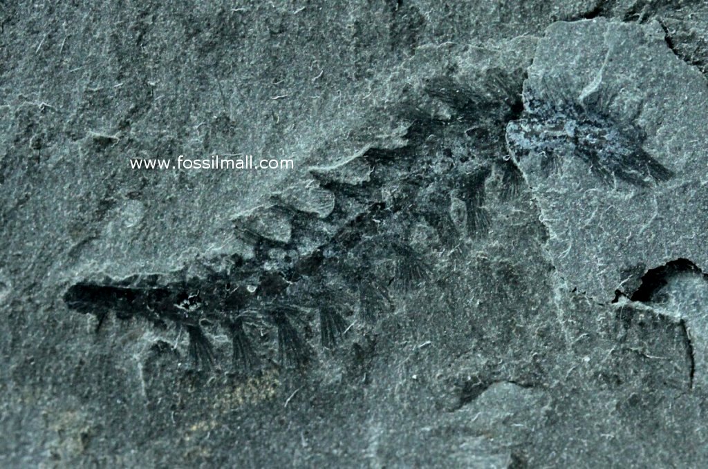 Burgess Shale Burgessochaeta