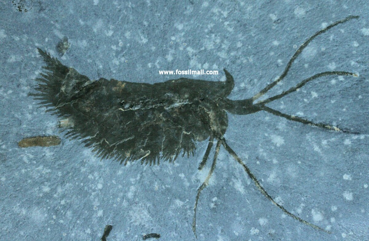 Leanchoilia superlata Fossil from Burgess Shale