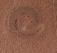 Priapulid Fossil