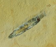 Phoronid Fossil