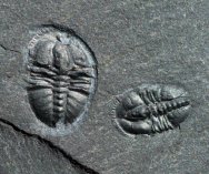 Burgess Shale Pagetia Trilobites