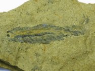 RARE Anomalocaris Fossil from Nevada An Apex Predator of the Cambrian Seas