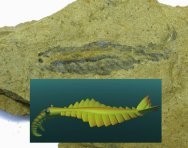 Rare Anomalocaris Fossil