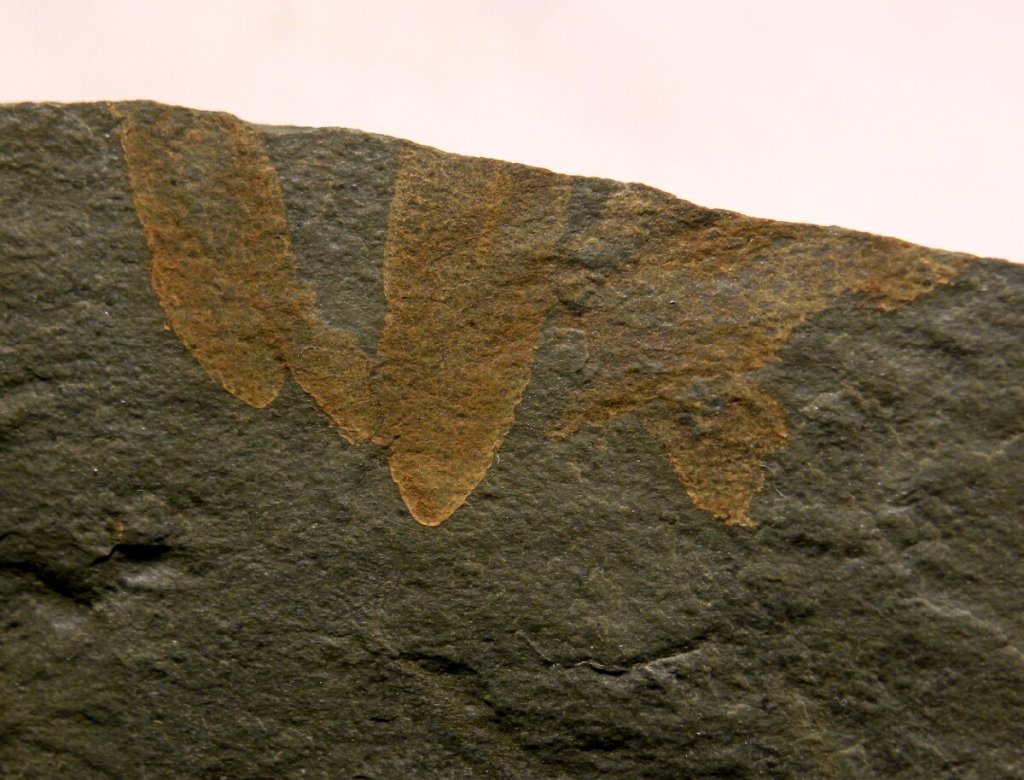 Diagonella Cambrian Explosion Fossil Sponges