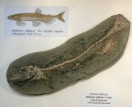 Fish Fossil Capelin Mallotus villosus