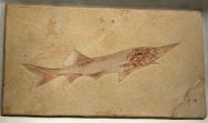 Cretaceous Paddlefish Protopsephurus liui