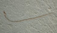 Eel Fossil