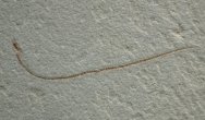 Eel Fossil