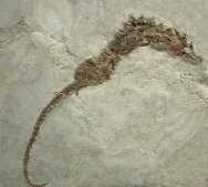 Pliocene Italian Fossil Seahorse Hippocampus 
