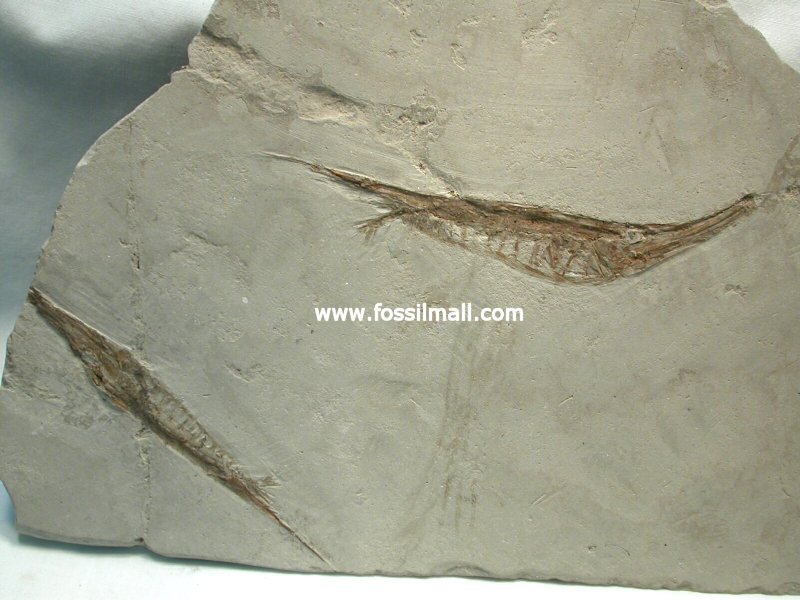 Double Fossil Razorfish Centriscus