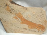 Peipiaosteus Fish Fossil