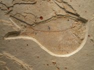 Fish Fossil