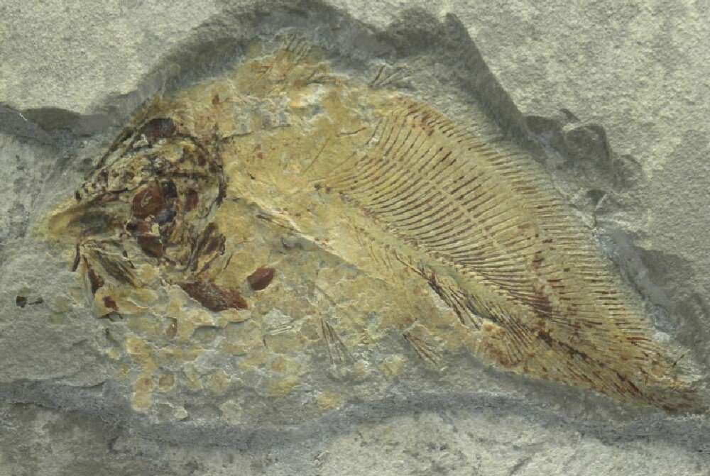 Allenypterus