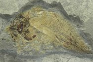 Allenypterus montanus Coelacanth Fossil Fish