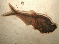 Large Diplomystus dentatus Fish Fossil from Green River Formation
