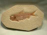Green River Fossil Fish Knightia