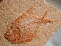 Lebanese Cretaceous Fish