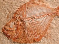 Diplomystus powrei
