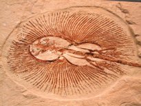 Skate Fossil Fish