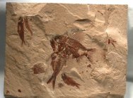 Lebanese Fossil Fish Pseudoberyx