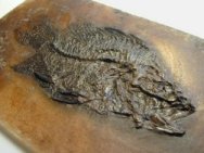 Messel Fossil Fish Amphiperca multiformis