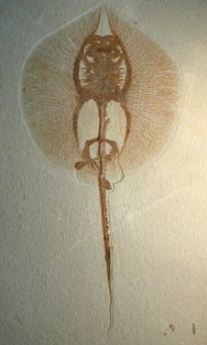 Stingray Fossil Fish from Green River Formation