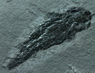 Osteolepis macrolepidotus Fish Fossil 