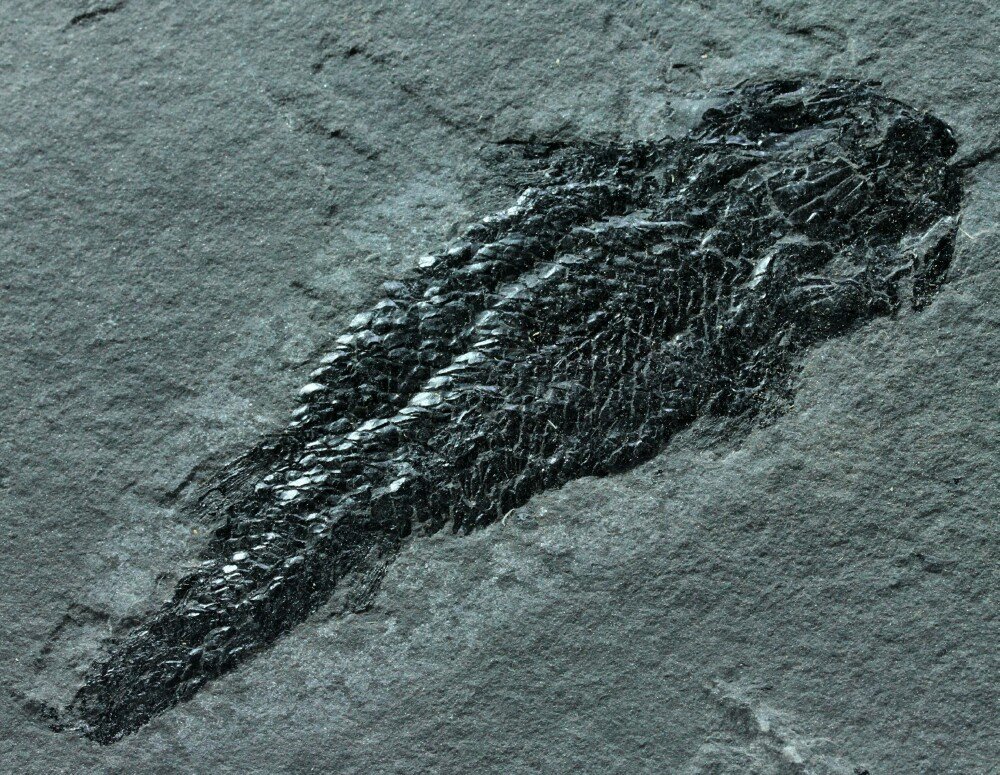 Osteolepis macrolepidotus Fish Fossil Part