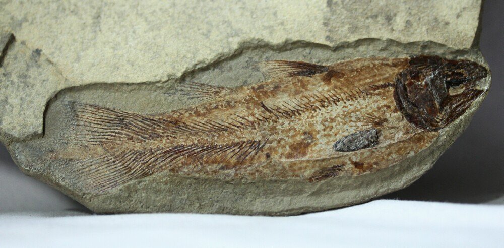 Bear Gulch Coelacanth Fossil Fish