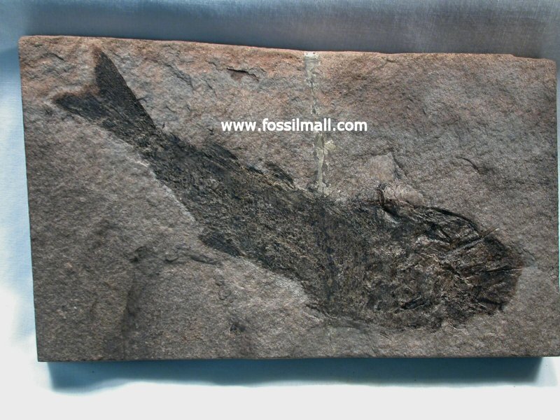 Palaeoniscus Fossil Fish