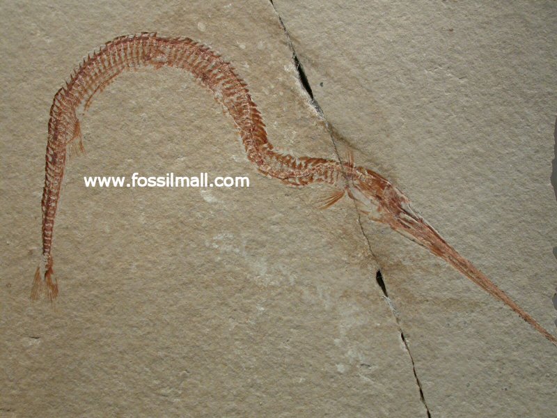 Cretaceous Lebanese Needle Fish fossil