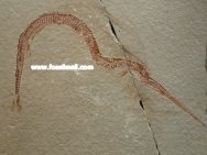 Belonostomus Needle Fish Fossil