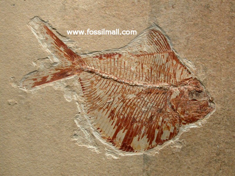 Cretaceous Lebanese Fossil Fish Triplomystus