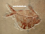 Triplomystus Fossil Fish