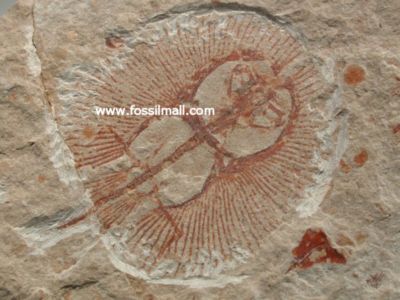 Cyclobatis Skate Fish Fossil