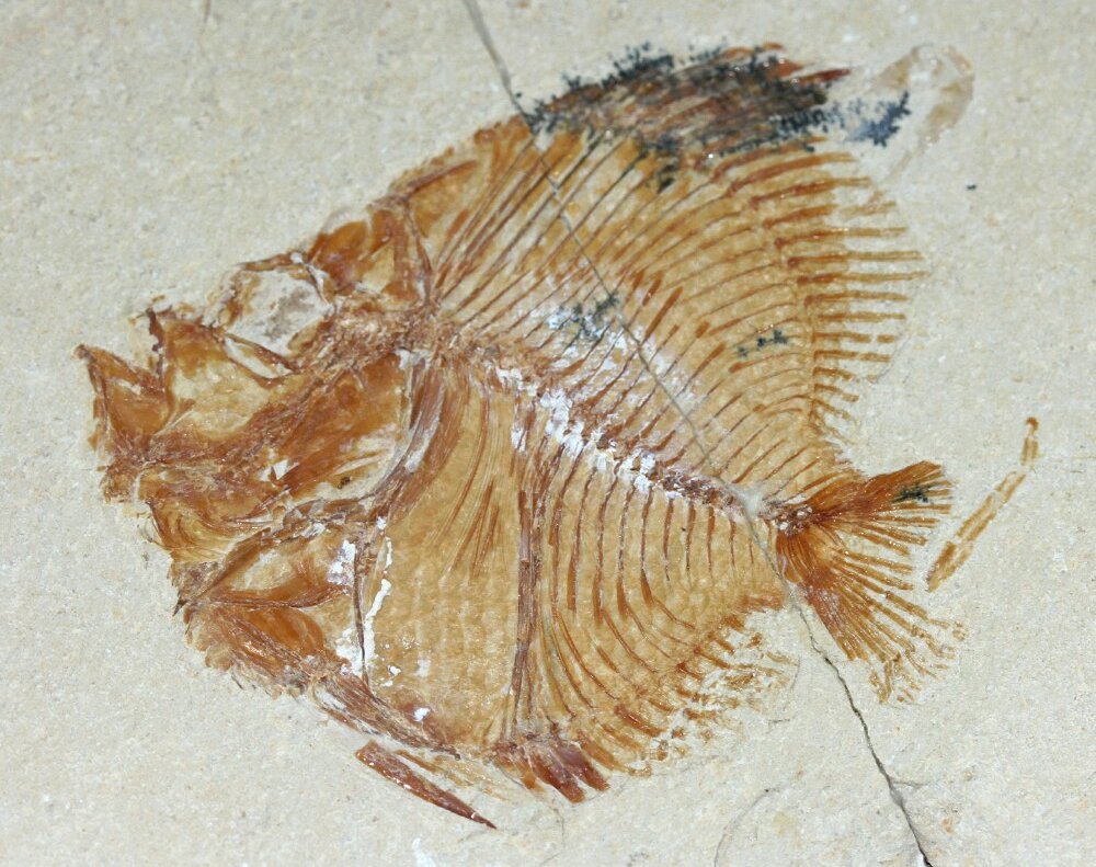 Fish Fossils