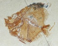 Pycnosteroides Fish Fossil