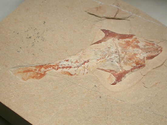 Coccodus 02R fish fossil