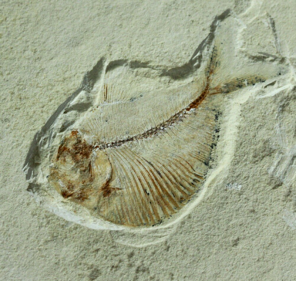 Triplomystus Fish Fossil