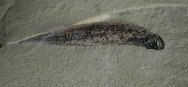 Rare Paratarrasius Paleozoic Museum Fish Fossil