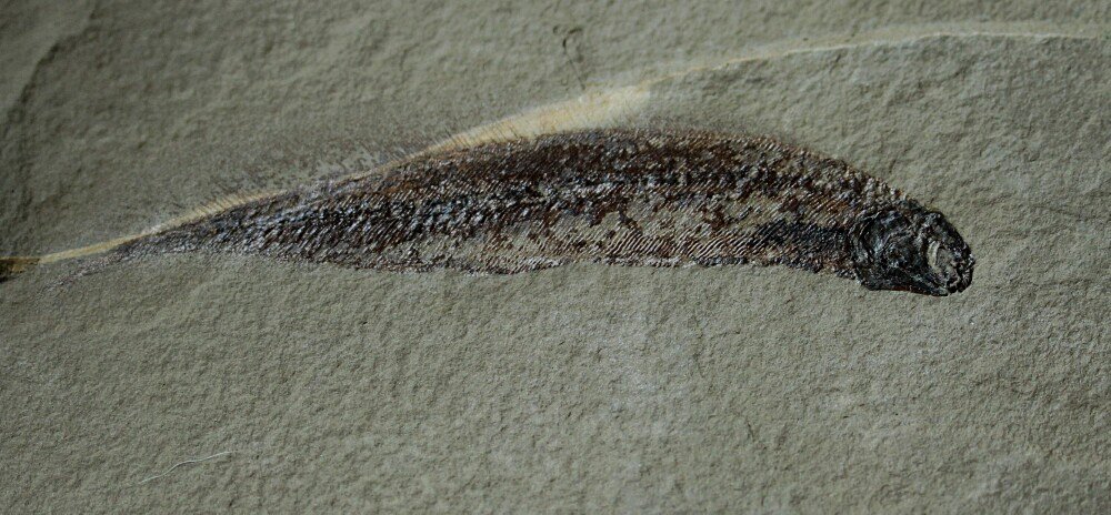 Paratarrasius Fish Fossil